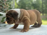 Harrison, a male English Bulldog for sale in Richmond, VA – Photo 4 of 4