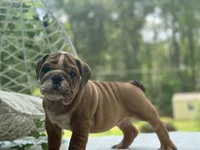 Harrison, a male English Bulldog for sale in Richmond, VA – Photo 3 of 4