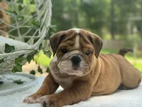 Harrison, a male English Bulldog for sale in Richmond, VA – Photo 1 of 4