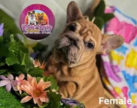 Pink, a female French Bulldog for sale in Richmond, VA – Photo 2 of 2