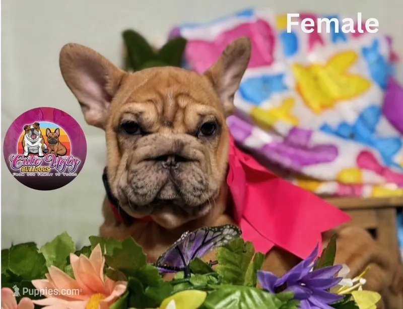 Pink, a female French Bulldog for sale in Richmond, VA – Photo 1 of 2