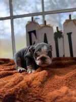 Cece, a female English Bulldog for sale in Richmond, VA – 3 of 3