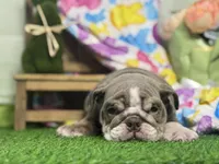 Leila, a female English Bulldog for sale in Richmond, VA – Photo 1 of 4