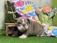 Leila, a female English Bulldog for sale in Richmond, VA – Photo 2 of 4