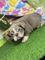 Leila, a female English Bulldog for sale in Richmond, VA – Photo 4 of 4