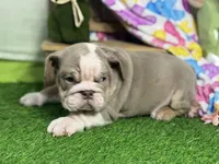 Leila, a female English Bulldog for sale in Richmond, VA – Photo 3 of 4