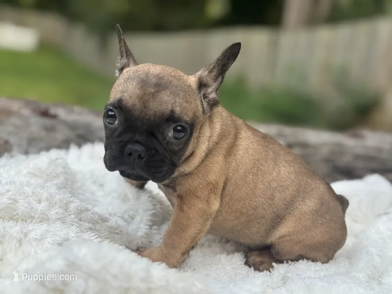 Taqui – French Bulldog puppy for sale in Richmond, VA