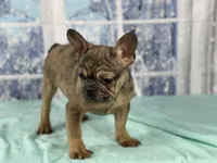 Scarlett, a female French Bulldog for sale in Richmond, VA – Photo 1 of 3