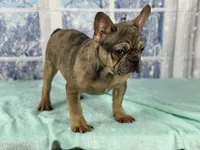 Scarlett, a female French Bulldog for sale in Richmond, VA – Photo 2 of 3