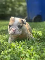 Pheonix, a male English Bulldog for sale in Richmond, VA – 3 of 5
