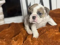 Willow, a female English Bulldog for sale in Richmond, VA – 2 of 4