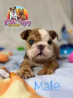 Nacho, a male English Bulldog for sale in Richmond, VA – 5 of 5