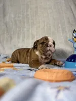 Cooper, a male English Bulldog for sale in Richmond, VA – 1 of 5