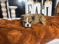 Amber , a female English Bulldog for sale in Richmond, VA – 3 of 4