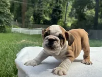 Niko, a male English Bulldog for sale in Richmond, VA – 4 of 4