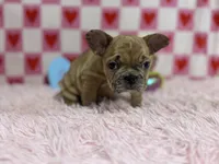 Henry, a male French Bulldog for sale in Richmond, VA – Photo 3 of 4