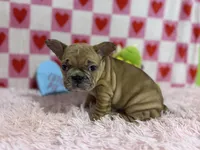 Henry, a male French Bulldog for sale in Richmond, VA – Photo 4 of 4