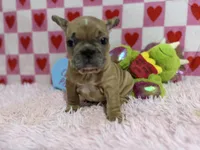 Henry, a male French Bulldog for sale in Richmond, VA – Photo 1 of 4