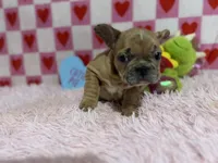 Henry, a male French Bulldog for sale in Richmond, VA – Photo 2 of 4
