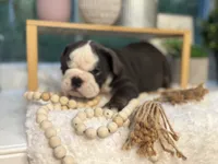 Autum, a female English Bulldog for sale in Richmond, VA – 2 of 4