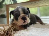 Selena, a female English Bulldog for sale in Richmond, VA – 1 of 4