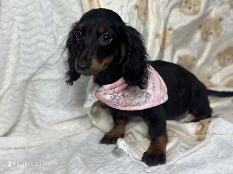 Lainey – Miniature Dachshund puppy for sale in Richmond, VA