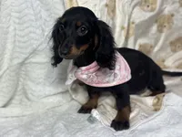 Lainey, a  Miniature Dachshund for sale in Richmond, VA – 1 of 5
