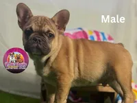 Nemo, a male French Bulldog for sale in Richmond, VA – Photo 1 of 3