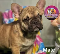 Nemo, a male French Bulldog for sale in Richmond, VA – Photo 2 of 3