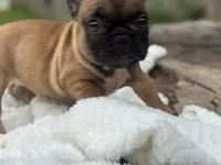 Gerogia, a female French Bulldog for sale in Richmond, VA – 2 of 4