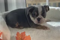 King Charles , a male English Bulldog for sale in Richmond, VA – 2 of 3
