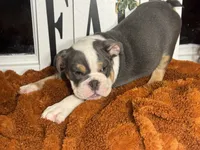 King Charles, a male English Bulldog for sale in Richmond, VA – 4 of 4