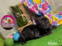 Peanut, a male French Bulldog for sale in Richmond, VA – Photo 2 of 3