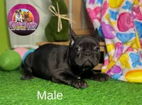 Peanut, a male French Bulldog for sale in Richmond, VA – Photo 3 of 3