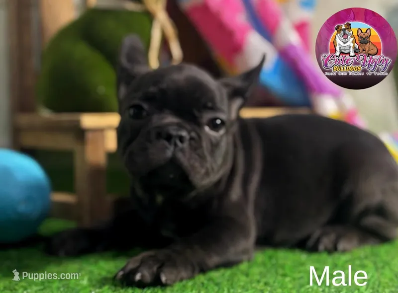 Peanut, a male French Bulldog for sale in Richmond, VA – Photo 1 of 3