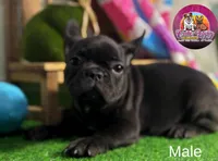 Peanut, a male French Bulldog for sale in Richmond, VA – Photo 1 of 3