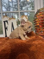 Butternut , a male French Bulldog for sale in Richmond, VA – 2 of 3