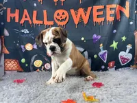 Christina, a female English Bulldog for sale in Richmond, VA – Photo 1 of 2