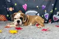 Christina, a female English Bulldog for sale in Richmond, VA – Photo 2 of 2