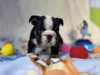Hondo , a male English Bulldog for sale in Richmond, VA – 3 of 4