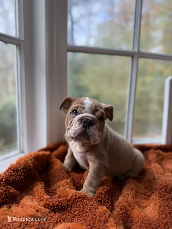 Dominic, a male English Bulldog for sale in Richmond, VA – 1 of 4