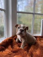 Dominic, a male English Bulldog for sale in Richmond, VA – 1 of 4