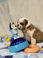 Ruby, a female English Bulldog for sale in Richmond, VA – 1 of 4