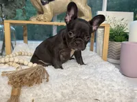 Coco Bean , a female French Bulldog for sale in Richmond, VA – 4 of 4