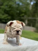 Sasha , a female English Bulldog for sale in Richmond, VA – 2 of 4