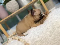 Maple , a female French Bulldog for sale in Richmond, VA – 2 of 4