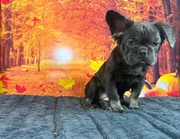 Camila, a female French Bulldog for sale in Richmond, VA – Photo 1 of 3