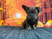 Camila, a female French Bulldog for sale in Richmond, VA – Photo 2 of 3
