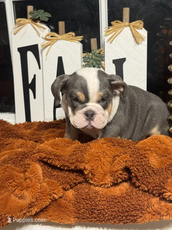 King Charles – English Bulldog puppy for sale in Richmond, VA