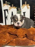 King Charles, a male English Bulldog for sale in Richmond, VA – 1 of 4